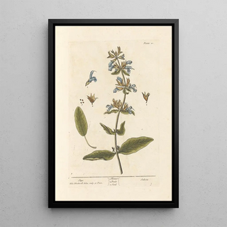 Sage - Elizabeth Blackwell — framed artwork on a wall