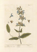 Sage - Elizabeth Blackwell — artwork view