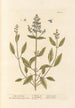 Sage of Virtue - Elizabeth Blackwell — artwork view