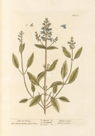Sage of Virtue - Elizabeth Blackwell — artwork view