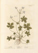 Sanicle Selfheal - Elizabeth Blackwell | Painting — artwork view