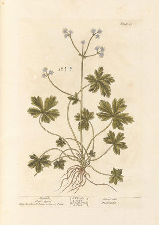 Sanicle Selfheal - Elizabeth Blackwell | Painting — artwork view