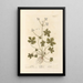 Sanicle Selfheal - Elizabeth Blackwell | Painting — framed artwork on a wall
