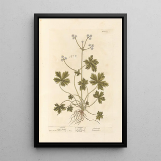 Sanicle Selfheal - Elizabeth Blackwell | Painting — framed artwork on a wall