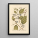 American Salsepareille Painting - Elizabeth Blackwell — framed artwork on a wall