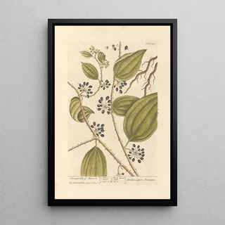 American Salsepareille Painting - Elizabeth Blackwell — framed artwork on a wall