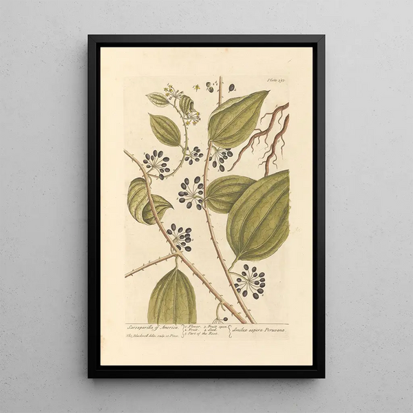 American Salsepareille Painting - Elizabeth Blackwell — framed artwork on a wall
