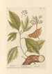 Sassafras - Elizabeth Blackwell — artwork view