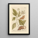 Sassafras - Elizabeth Blackwell — framed artwork on a wall
