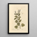 Sauce only - Elizabeth Blackwell — framed artwork on a wall