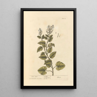 Sauce only - Elizabeth Blackwell — framed artwork on a wall