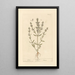 Sarriette - Elizabeth Blackwell — framed artwork on a wall