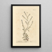 Cresson sciatique - Elizabeth Blackwell — framed artwork on a wall