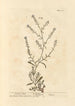 Cresson sciatique - Elizabeth Blackwell — artwork view