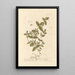 Scordium or water germander - Elizabeth Blackwell — framed artwork on a wall