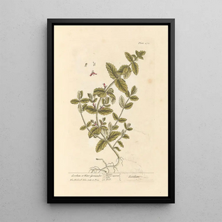 Scordium or water germander - Elizabeth Blackwell — framed artwork on a wall