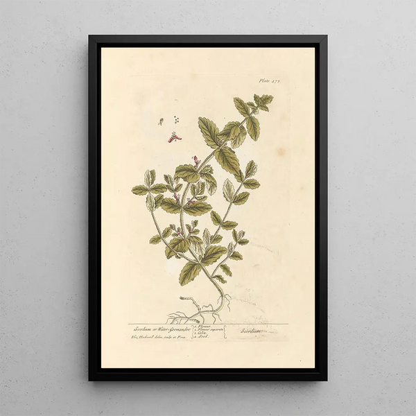 Scordium or water germander - Elizabeth Blackwell — framed artwork on a wall