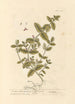 Scordium or water germander - Elizabeth Blackwell — artwork view