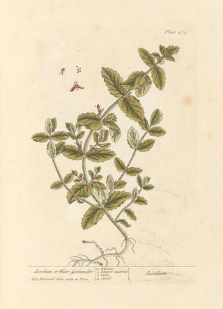 Scordium or water germander - Elizabeth Blackwell — artwork view