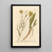 Scorzonère or viper's grass - Elizabeth Blackwell — framed artwork on a wall