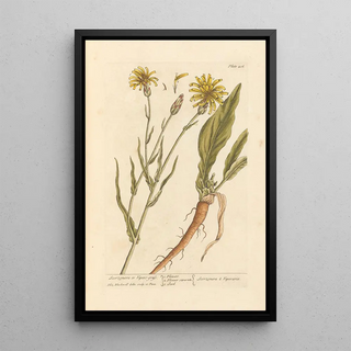 Scorzonère or viper's grass - Elizabeth Blackwell — framed artwork on a wall