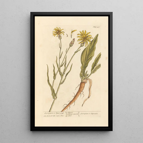 Scorzonère or viper's grass - Elizabeth Blackwell — framed artwork on a wall