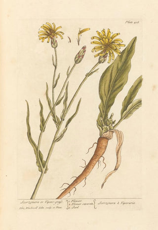 Scorzonère or viper's grass - Elizabeth Blackwell — artwork view