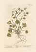Herbe à scorbut - Elizabeth Blackwell — artwork view