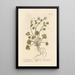 Herbe à scorbut - Elizabeth Blackwell — framed artwork on a wall