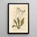 Sea Lavender Painting - Elizabeth Blackwell — framed artwork on a wall