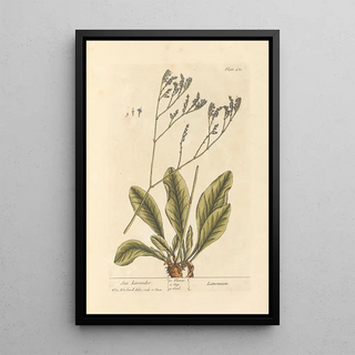 Sea Lavender Painting - Elizabeth Blackwell — framed artwork on a wall