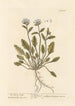 Sea Scurvy Herb Painting - Elizabeth Blackwell — artwork view