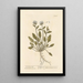 Sea Scurvy Herb Painting - Elizabeth Blackwell — framed artwork on a wall