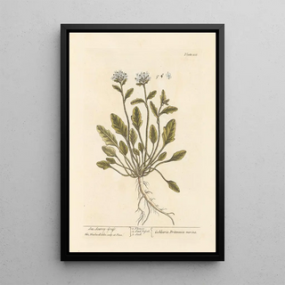 Sea Scurvy Herb Painting - Elizabeth Blackwell — framed artwork on a wall