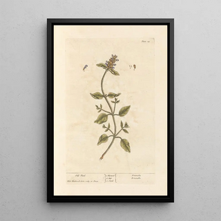 Guérit-tout - Elizabeth Blackwell — framed artwork on a wall