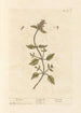 Guérit-tout - Elizabeth Blackwell — artwork view