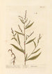 Arsmart pointu ou poivre d'eau - Elizabeth Blackwell — artwork view
