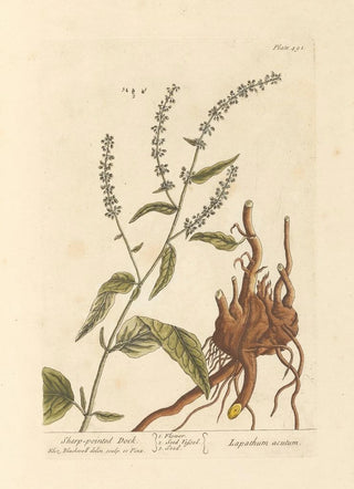 Oseille pointue - Elizabeth Blackwell — artwork view