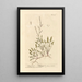 Oseille des moutons - Elizabeth Blackwell — framed artwork on a wall