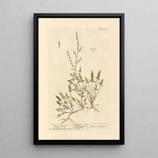 Oseille des moutons - Elizabeth Blackwell — framed artwork on a wall