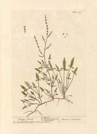 Oseille des moutons - Elizabeth Blackwell — artwork view