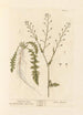 Bourse-à-pasteur - Elizabeth Blackwell — artwork view