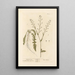 Bourse-à-pasteur - Elizabeth Blackwell — framed artwork on a wall