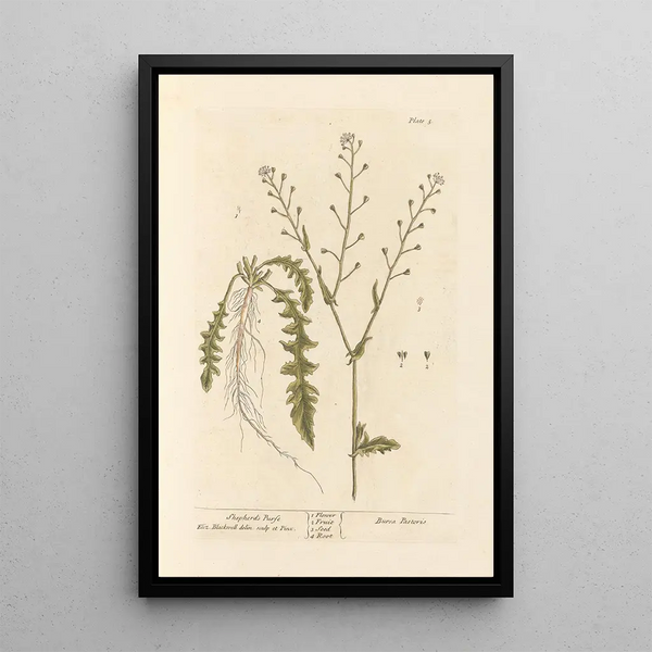 Bourse-à-pasteur - Elizabeth Blackwell — framed artwork on a wall