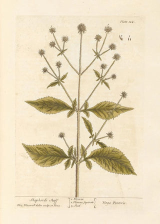 Elizabeth Blackwell - Shepherds staff.webp