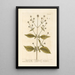 Shepherd's Staff - Elizabeth Blackwell — framed artwork on a wall