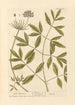 Mountain of Siler - Elizabeth Blackwell — artwork view