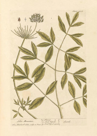 Mountain of Siler - Elizabeth Blackwell — artwork view