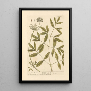 Mountain of Siler - Elizabeth Blackwell — framed artwork on a wall