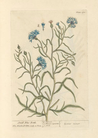 Petite centaurée - Elizabeth Blackwell — artwork view